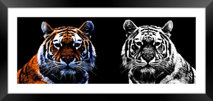 Beauties in the Beast Framed Mounted Print by Stephen Ward