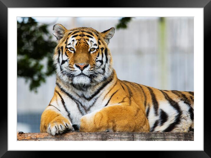 Majestic Bengal Tiger Framed Mounted Print by Stephen Ward