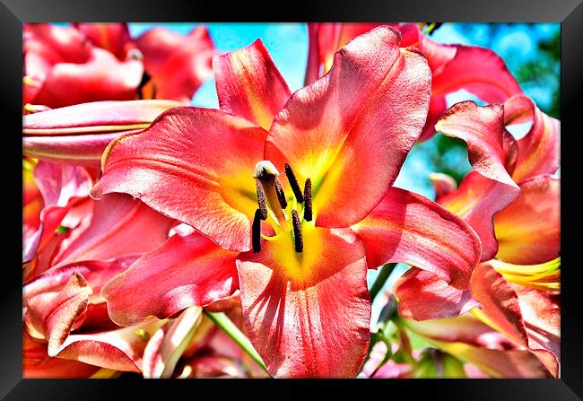  a pink lily flower Framed Print by pristine_ images