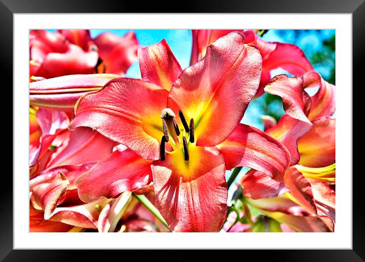  a pink lily flower Framed Mounted Print by pristine_ images
