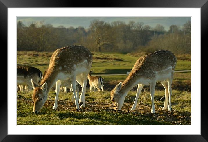  Young Feeding Red Deer Framed Mounted Print by pristine_ images