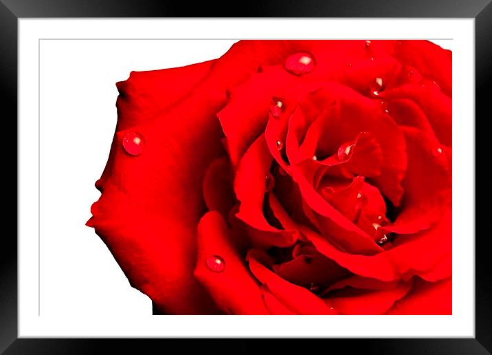 Lovely Red Rose with water Framed Mounted Print by pristine_ images