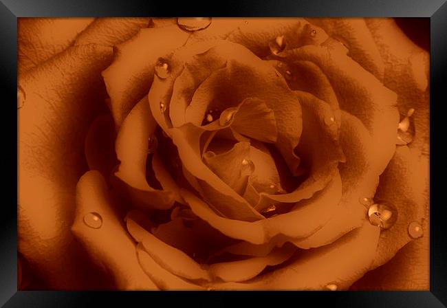  Ruffled Rose with Water Droplets Framed Print by pristine_ images