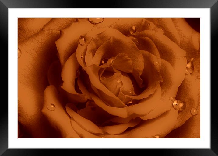  Ruffled Rose with Water Droplets Framed Mounted Print by pristine_ images