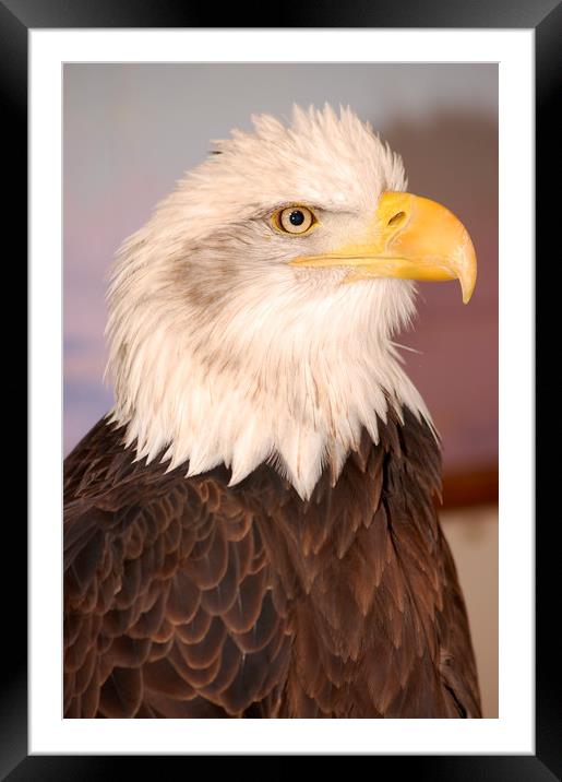 Bald Eagle Framed Mounted Print by pristine_ images