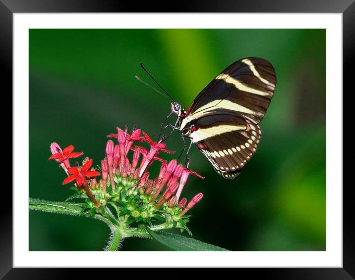 Zebra butterfly Framed Mounted Print by pristine_ images