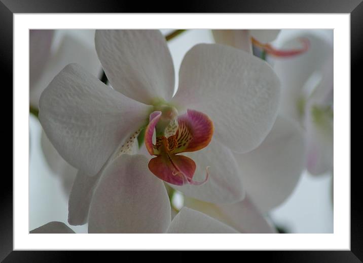 white orchid Framed Mounted Print by CHRIS GIBLIN