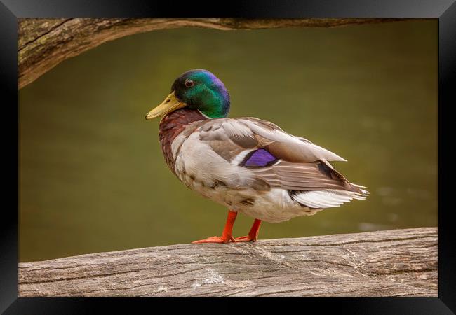 Mallard Duck at Stover Framed Print by Andy Toby