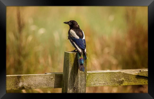 The Majestic Magpe Framed Print by Andy Toby