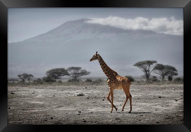  Giraffe and Volcano Framed Print by Broadland Photography