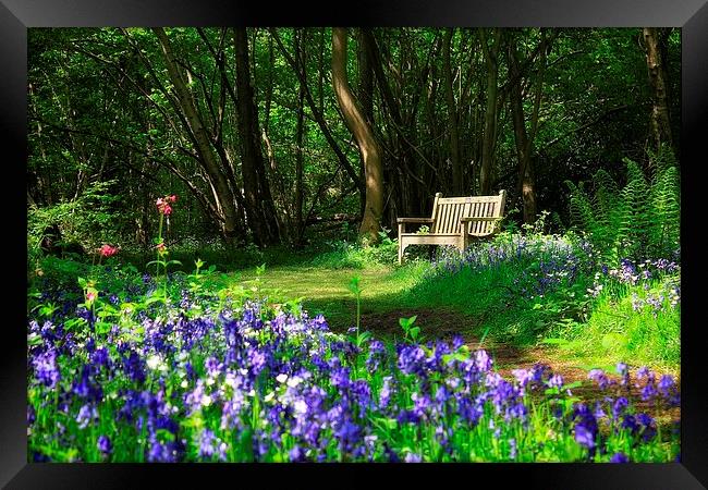  Bluebell Bench Framed Print by Broadland Photography