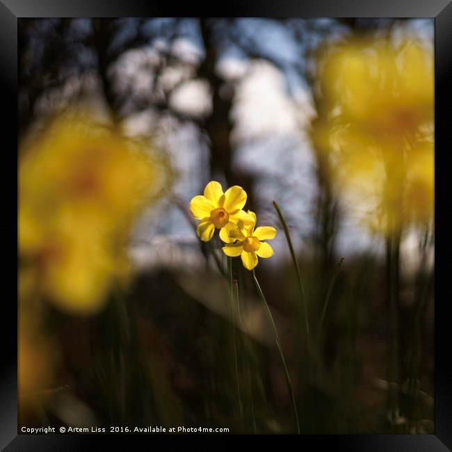 Daffodil and Daffodils Framed Print by Artem Liss