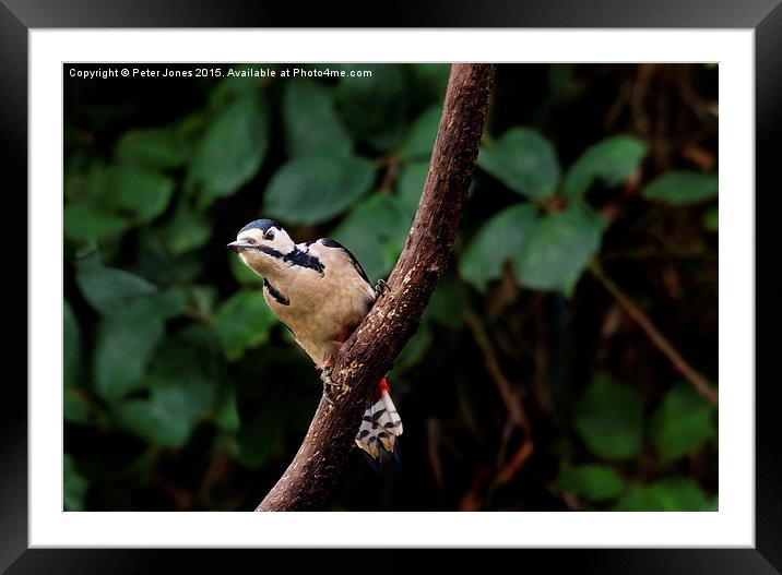  Greater Spotted Woodpecker Framed Mounted Print by Peter Jones