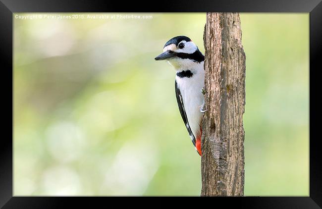  Greater Spotted Woodpecker Framed Print by Peter Jones
