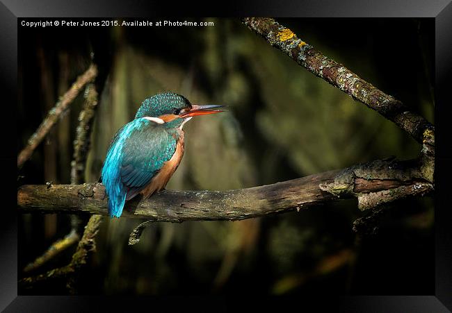  Female Kingfisher Framed Print by Peter Jones