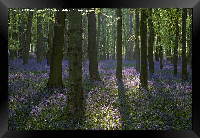  Beech trees and bluebells at dawn. Framed Print by Peter Jones