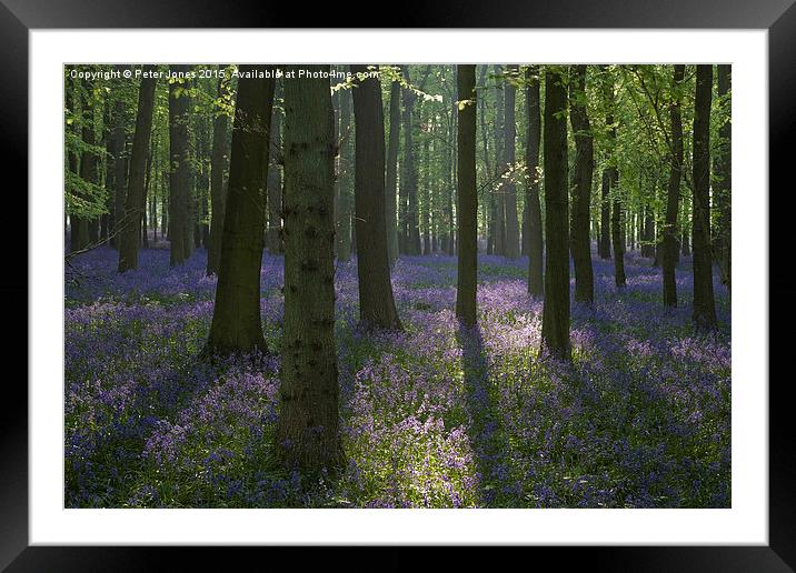  Beech trees and bluebells at dawn. Framed Mounted Print by Peter Jones