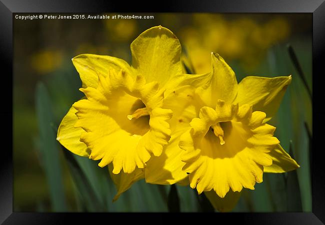  Daffodil Pair. Framed Print by Peter Jones