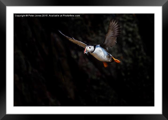  Puffin in flight with sandeels Framed Mounted Print by Peter Jones