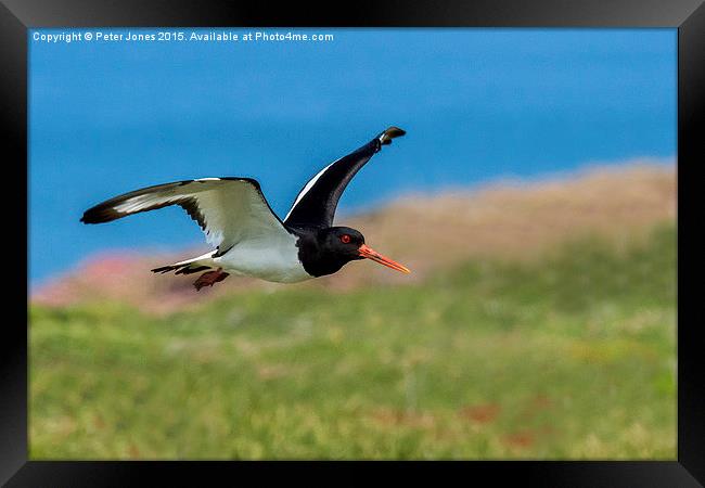  Oystercatcher in flight Framed Print by Peter Jones