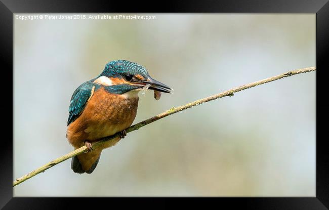Kingfisher with catch.  Framed Print by Peter Jones