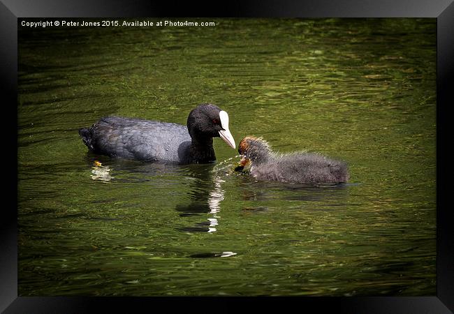 Coot parent and child  Framed Print by Peter Jones