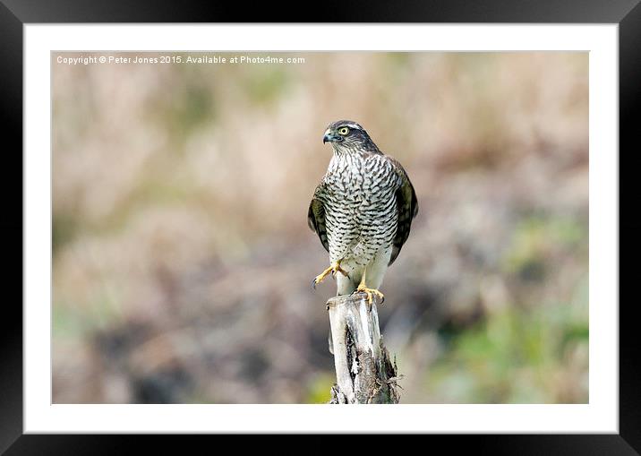  Female Sparrowhawk. Framed Mounted Print by Peter Jones