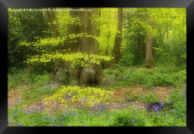 Soft Spring Colours in a woodland setting.  Framed Print by Peter Jones