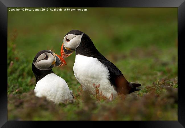 Puffin Pair  Framed Print by Peter Jones