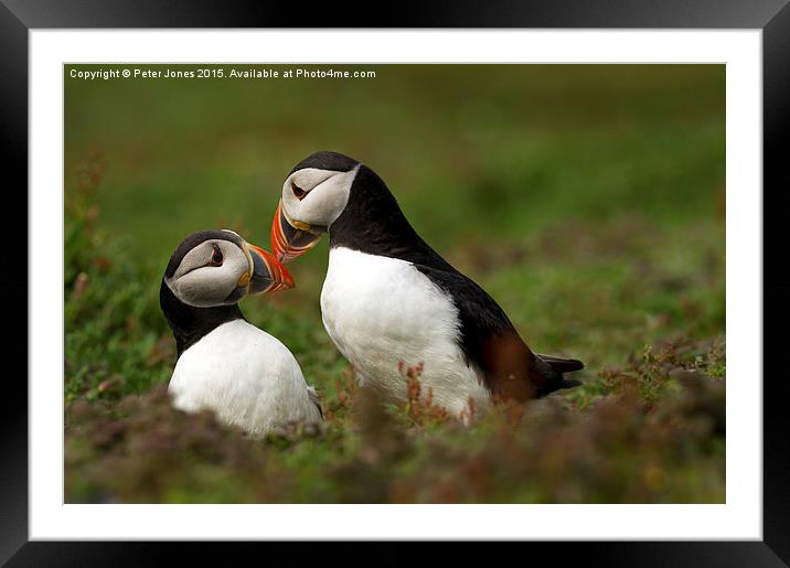 Puffin Pair  Framed Mounted Print by Peter Jones