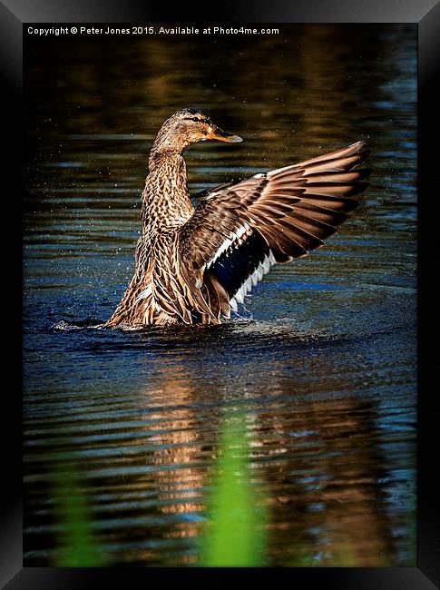  Female Mallard Flap Framed Print by Peter Jones