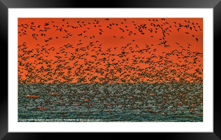 A murmuration of Knot Framed Mounted Print by Peter Jones