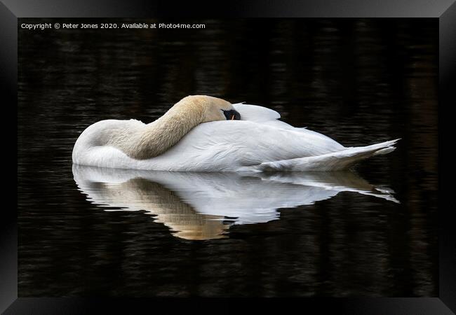 Mute Swan resting Framed Print by Peter Jones