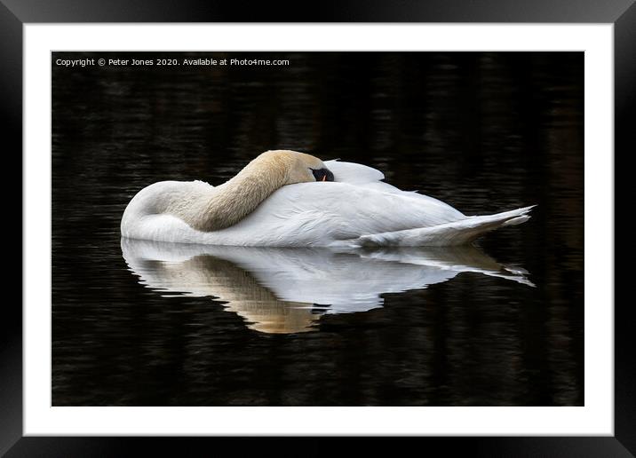 Mute Swan resting Framed Mounted Print by Peter Jones