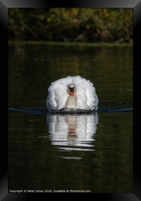 Aggressive mute swan. Framed Print by Peter Jones