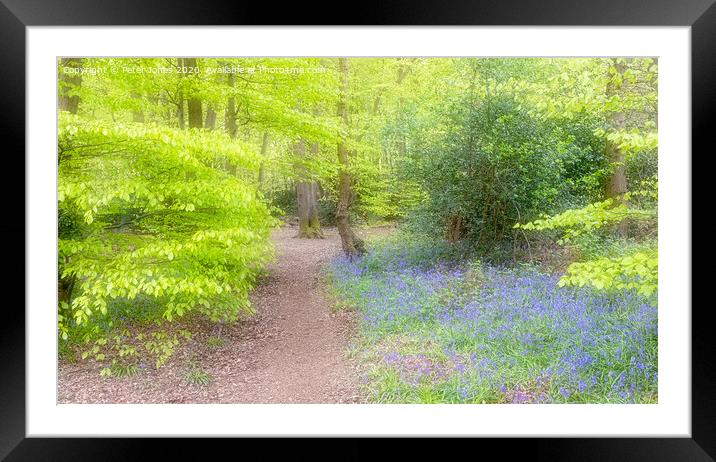 Spring Colours and bluebells in a woodland setting.  Framed Mounted Print by Peter Jones