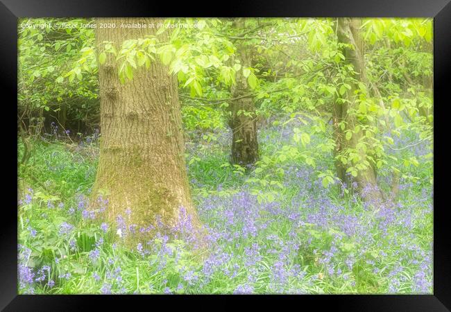 Spring colours and bluebells. Framed Print by Peter Jones