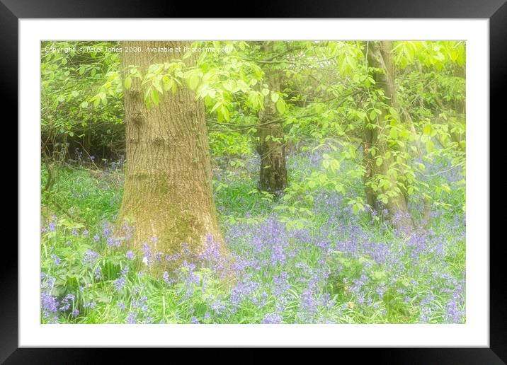 Spring colours and bluebells. Framed Mounted Print by Peter Jones