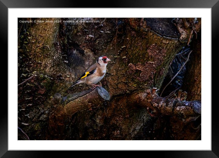 Goldfinch Framed Mounted Print by Peter Jones