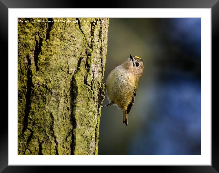 Goldcrest. Framed Mounted Print by Peter Jones