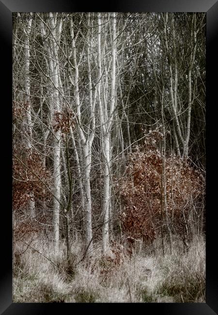 Silver Birch saplings. Framed Print by Peter Jones