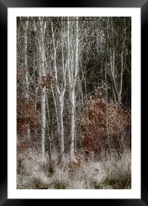 Silver Birch saplings. Framed Mounted Print by Peter Jones
