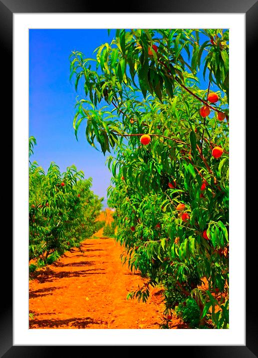 A digitally converted painting of a peach orchard Framed Mounted Print by ken biggs
