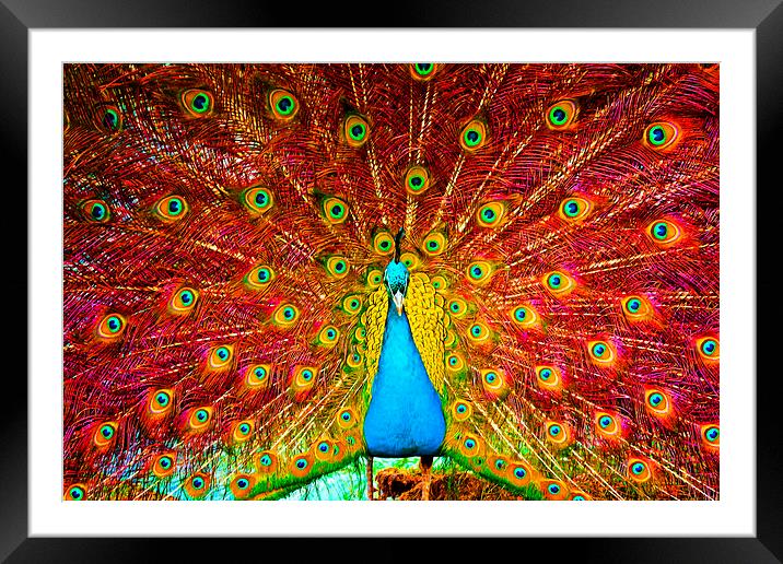 Digital painting of a beautiful peacock displaying Framed Mounted Print by ken biggs