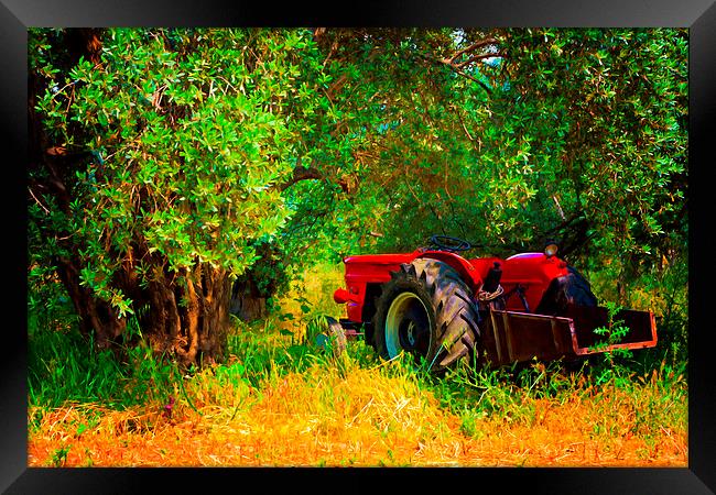 Digital painting of a red tractor in an olive grov Framed Print by ken biggs