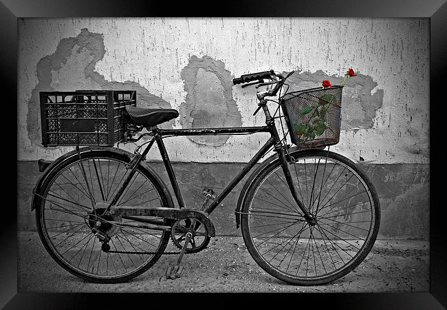 Red roses in basket of old rusty bicycle Framed Print by ken biggs