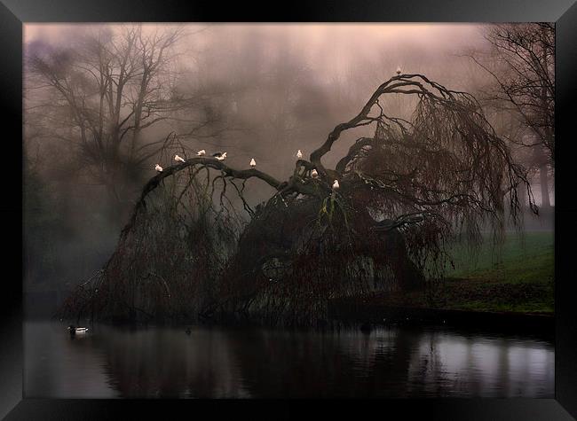 Eerie weeping willow tree in the fog Framed Print by ken biggs