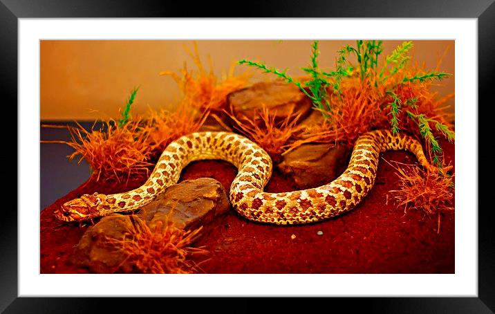 A digitally constructed painting of a snake Framed Mounted Print by ken biggs
