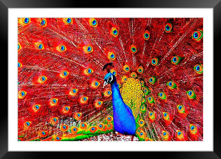 beautiful peacock displaying Framed Mounted Print by ken biggs