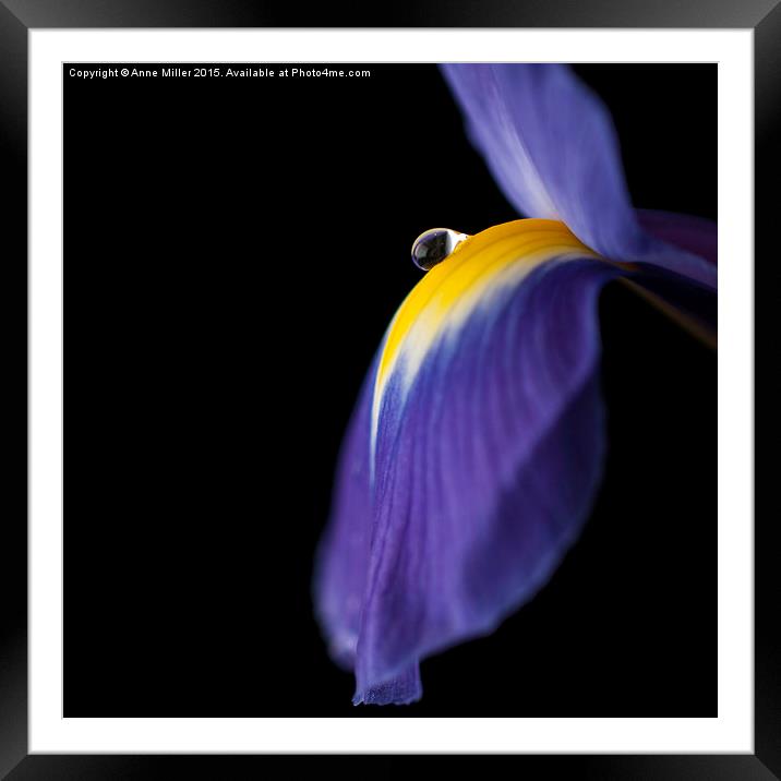  Purple Iris Framed Mounted Print by Anne Miller